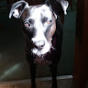 Meet your Posher, Dave